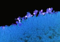 Micrografia de luz de alta potência (LM) de uma seção através das brânquias de um cogumelo, Agaricus sp. (anteriormente Psalliota sp. .). — Fotografia de Stock