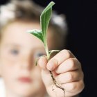 Close-up of plant seedling holding by elementary age boy. — Stock Photo