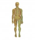 Rappresentazione dell'anatomia umana — Foto stock