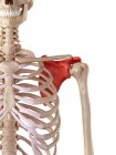 Anatomia da omoplata humana — Fotografia de Stock