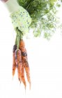 Jardinero mano sosteniendo zanahorias cosechadas . - foto de stock
