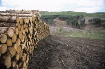 Holz aus Nadelholzplantage geerntet. — Stockfoto