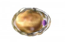 Adipocyte fat cell — Stock Photo