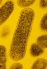 Bactérias Gardnerella vaginalis — Fotografia de Stock