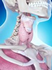 Анатомія людини гортані — стокове фото