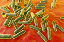 Непатогенные бактерии Propionibacterium — стоковое фото