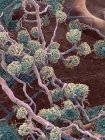 Kidney glomeruli, coloured scanning electron micrograph (SEM). — Stock Photo