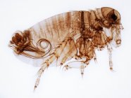 Male human flea — Stock Photo