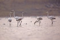 Schwarm der großen Flamingos im Wasser bei ein afek, israel — Stockfoto