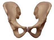 Struttura ossea dell'anca umana — Foto stock
