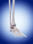 Huesos del pie humano anatomía - foto de stock