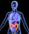 Здорові товстої кишки та внутрішні органи — стокове фото