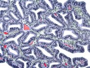 Клітинна структура фаллопійської трубки — стокове фото
