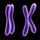 Chromosomen mit ausgebreiteten und gefalteten Armen — Stockfoto