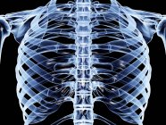 Brustkorb-Anatomie des erwachsenen Menschen — Stockfoto