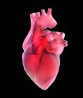 Анатомия сердца из стекла — стоковое фото