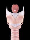 Anatomía de la laringe humana - foto de stock