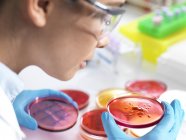 Cientista feminina examinando a cultura microbiológica em placa de Petri . — Fotografia de Stock