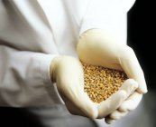Scientist holding grains of genetically modified wheat in gloved hands. — Stock Photo