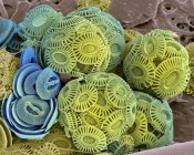 External mineralised structures of coccolithophores — Stock Photo