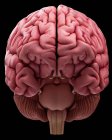 Anatomie des menschlichen Gehirns mit Kortex — Stockfoto