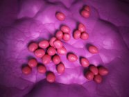 Колонія Enterococcus бактерій — стокове фото