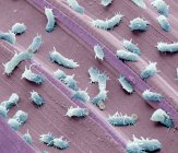 Стагнирующие водяные бактерии — стоковое фото