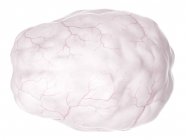 Анатомия мозга, показывающая систему кровоснабжения — стоковое фото