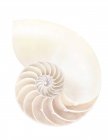 Sezione trasversale del guscio nautilus con struttura a spirale . — Foto stock