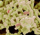 Bacterias escherichia coli - foto de stock