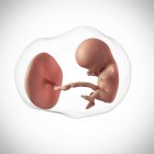 Età feto umano 11 settimane — Foto stock