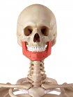 Estructura ósea de la mandíbula humana - foto de stock