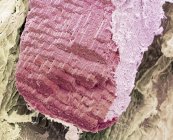 Micrografía electrónica de barrido coloreado (SEM) de una sección a través de una fibra muscular . - foto de stock