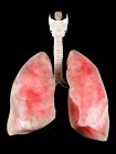 Human lungs and lower respiratory system — Stock Photo