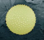 Skimmia sp. grano de polen - foto de stock