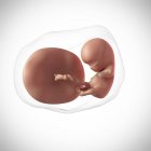 Человеческий зародыш 10 недель — стоковое фото