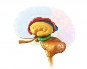 Estructuras cerebrales humanas - foto de stock