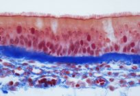 Micrografía ligera (LM) de una sección vertical a través del epitelio columnar pseudoestratificado de la tráquea, el tubo en la garganta que conduce desde la boca hasta el bronquio y los pulmones
. - foto de stock