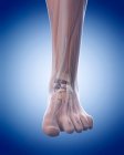 Anatomía estructural de la pierna humana - foto de stock