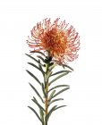 Blume der Scabiosa-Pflanze auf weißem Hintergrund. — Stockfoto
