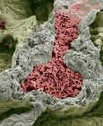 Vaso sanguíneo en el pulmón - foto de stock