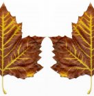 Autumnal maple leaves on white background. — Stock Photo