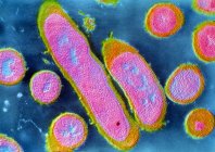 Bacterias Erysipelothrix rhusiopathiae - foto de stock