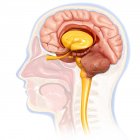 Sección transversal del cerebro humano - foto de stock