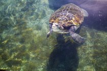 Зеленая черепаха плавает в воде . — стоковое фото