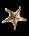 Esqueleto de estrela-do-mar no fundo preto . — Fotografia de Stock