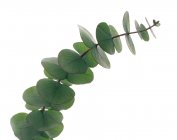 Foglie di eucalipto su ramo su fondo bianco . — Foto stock