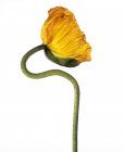 Fleur de pavot jaune sur fond blanc. — Photo de stock
