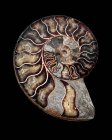 Polished sectioned ammonite fossil on black background. — Stock Photo