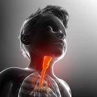 Thyroid of a child, computer illustration. — Stock Photo